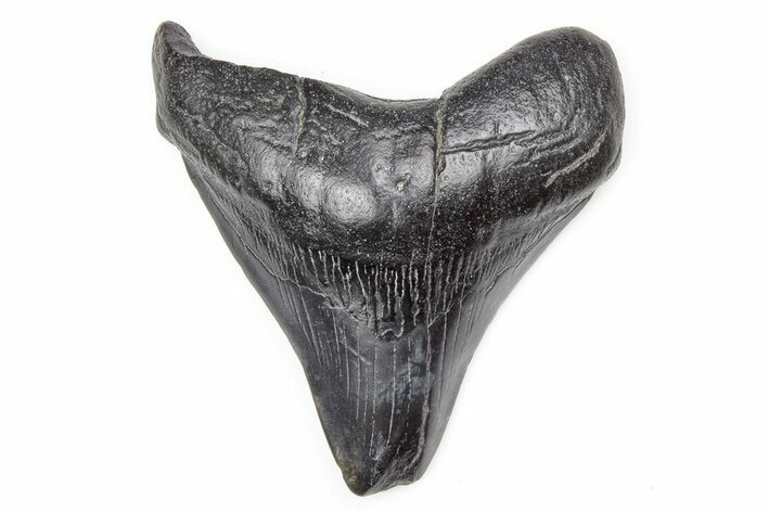 Bargain, Fossil Megalodon Tooth - South Carolina #196889